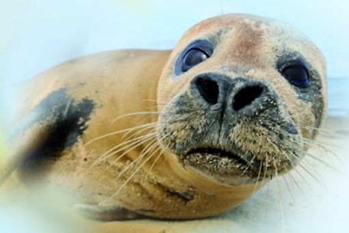 Zeehonden kijken bij Termunten